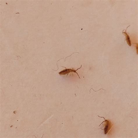 tiny tan bugs in house